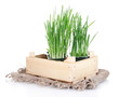 Seed box with seedling isolated on white