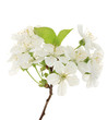 Beautiful cherry blossom isolated on white