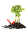 Young plant in ground isolated on white