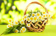 Wild camomiles and spikelets in basket, on green background