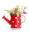 Beautiful wild flowers in watering can, isolated on white