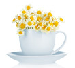 Beautiful wild camomiles in .cup, isolated on white