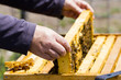Beekeeping
