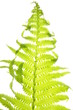 Fern leaf on a white background