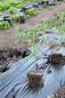 Growth of tomato plant seedlings in a greenhouse