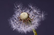 Close-up of dandelion seed 