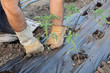 Farmer planting tomato seedlings in a greenhouse