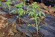 Growth of tomato plant seedlings in a greenhouse