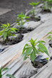 Growth of paprika plant seedlings in a greenhouse