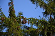 Foto: Tannenzapfen Tannenzapfen