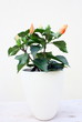 hibiscus orange dans cache pot blanc