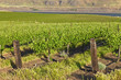 Photo: Row of fresh vines in the Columbia Gorge OR. Row of fresh vines in the Columbia Gorge OR.