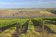 Row of fresh vines in the Columbia Gorge OR.