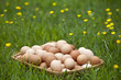 Basket of fresh brown eggs in grass
