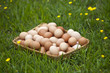 Basket of fresh brown eggs in grass