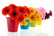 Colorful Row With Gerber Flowers