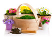 spring flower in pot with green grass basket isolated on white
