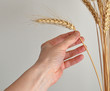 closeup of  hand that gather ear of corn