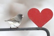 Junco With A Red Heart