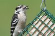 Downy Woodpecker (Picoides pubescens)