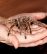 rose hair tarantula