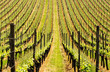 Weinlandschaft