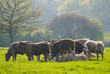 Healthy cattle livestock, Idyllic Rural, UK