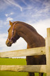 Healthy horse portrait