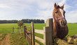 Healthy horse portrait