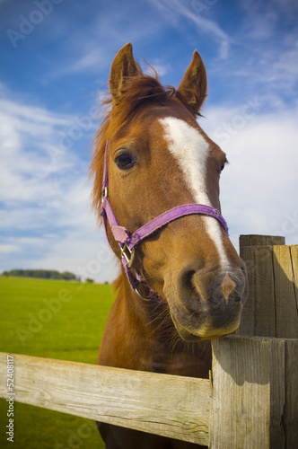 Photo: Healthy horse portrait Healthy horse portrait