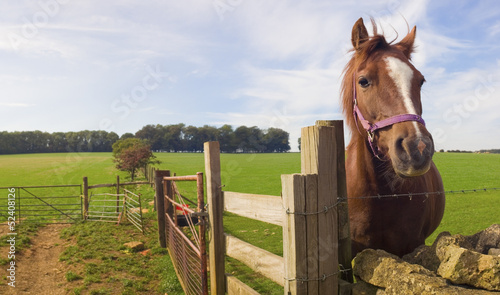 Photo: Healthy horse portrait Healthy horse portrait