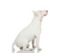 Beautiful bullterrier