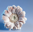 iced gerbera flower
