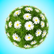 Grass ball with camomiles isolated on blue background