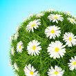 Grass ball with camomiles isolated on blue background
