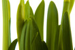 Photo: Yellow daffodil in pot Yellow daffodil in pot