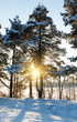 Winter pine forest