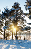 Winter pine forest