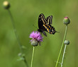 Black Swallowtail butterfly (Papilio polyxenes) on Thistle