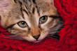 Cute kitten