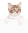 Kitten with a blank