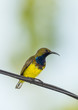 The portrait of male Olive-backed sunbird