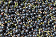 Photo: Schwarze Johannisbeeren Schwarze Johannisbeeren