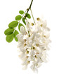 Acacia flowers