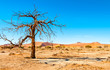 Dry Tree