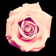 Vintage Rose on Black