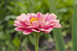 Close up of Zinnia flower