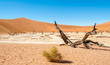 Dead Vlei Trees