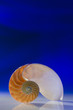 Section of Nautilus on blue background