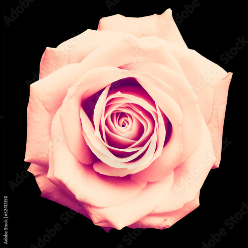 Photo: Vintage Rose on Black Vintage Rose on Black